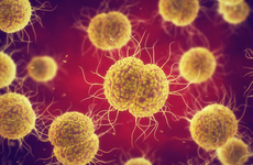 Neisseria_gonorrhoeae.jpeg