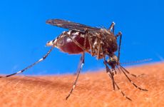 Mosquito (Aedes aegypti)