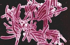Mycobacterium tuberculosis bacteria