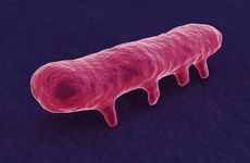 Salmonella bacterium