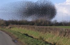 A flock of starlings acting as a swarm