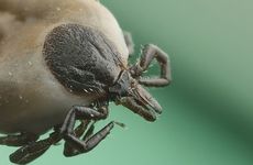 The castor bean tick, a vector of Lyme disease