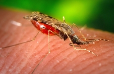 mosquito_on_human_skin.jpg