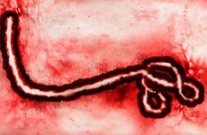 EbolaVirus2